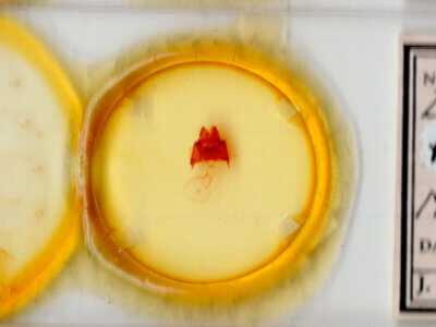 slide view of adult Datana rotundata