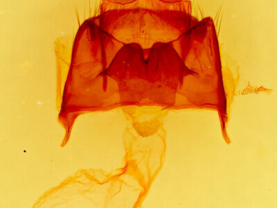 genitalia view of adult Datana rotundata