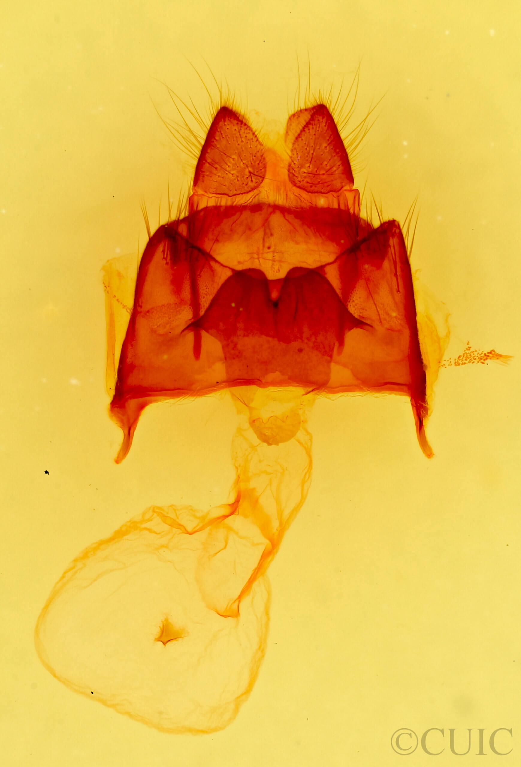 genitalia view of adult Datana rotundata