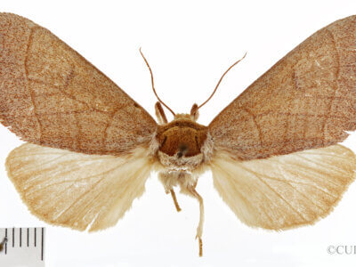 dorsal view of adult Datana rotundata