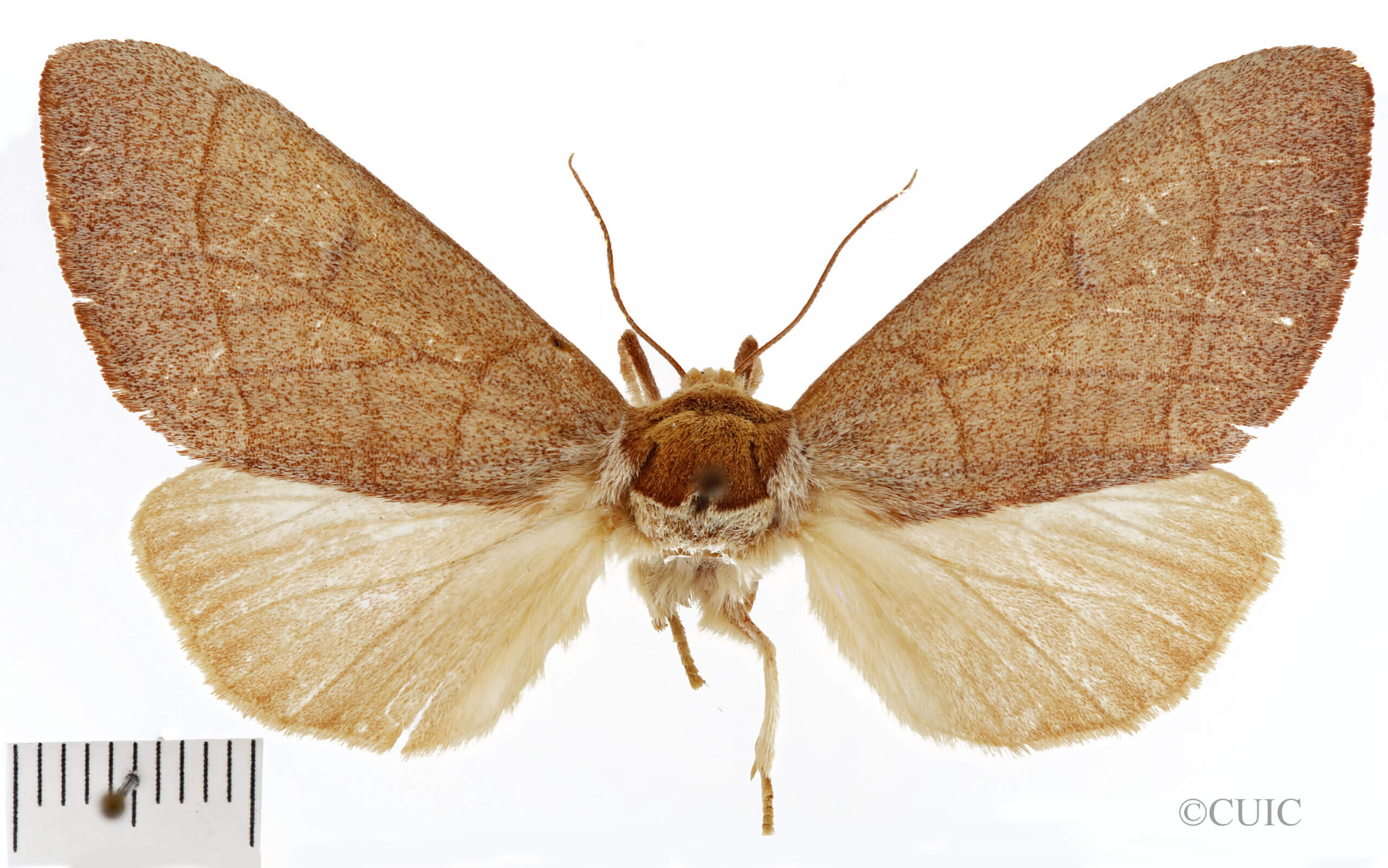 dorsal view of adult Datana rotundata