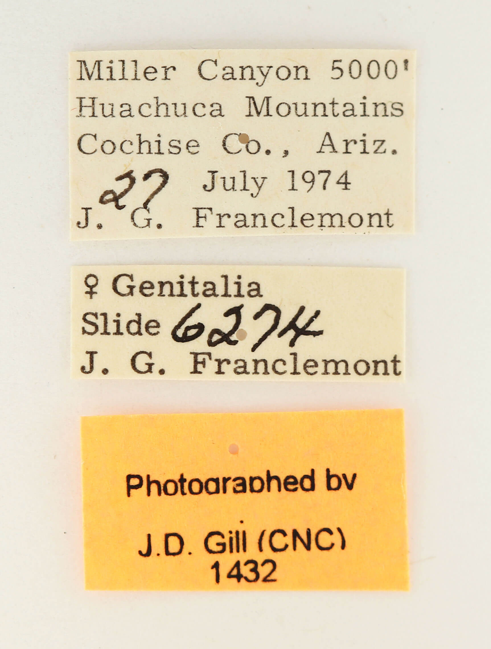 label view of adult Datana rotundata