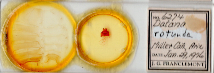 slide view of adult Datana rotundata