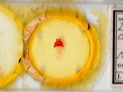 slide view of adult Datana cochise