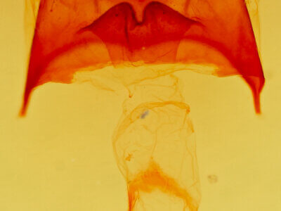 genitalia view of adult Datana cochise