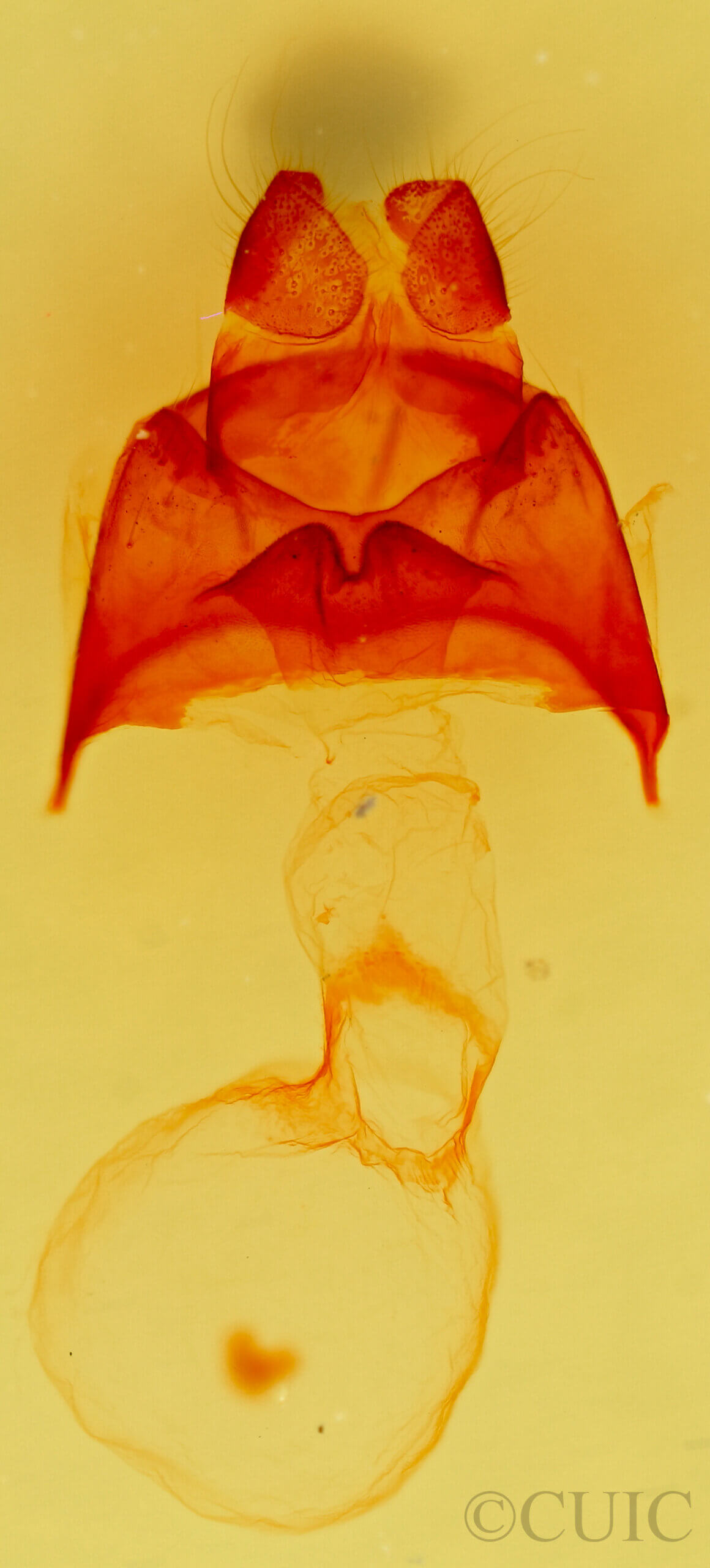 genitalia view of adult Datana cochise