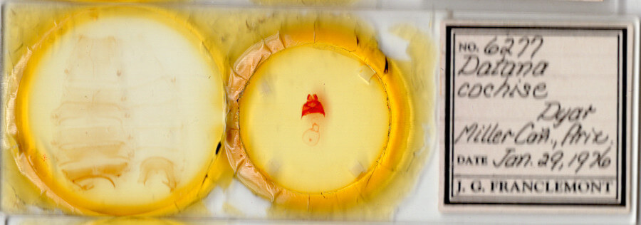 slide view of adult Datana cochise