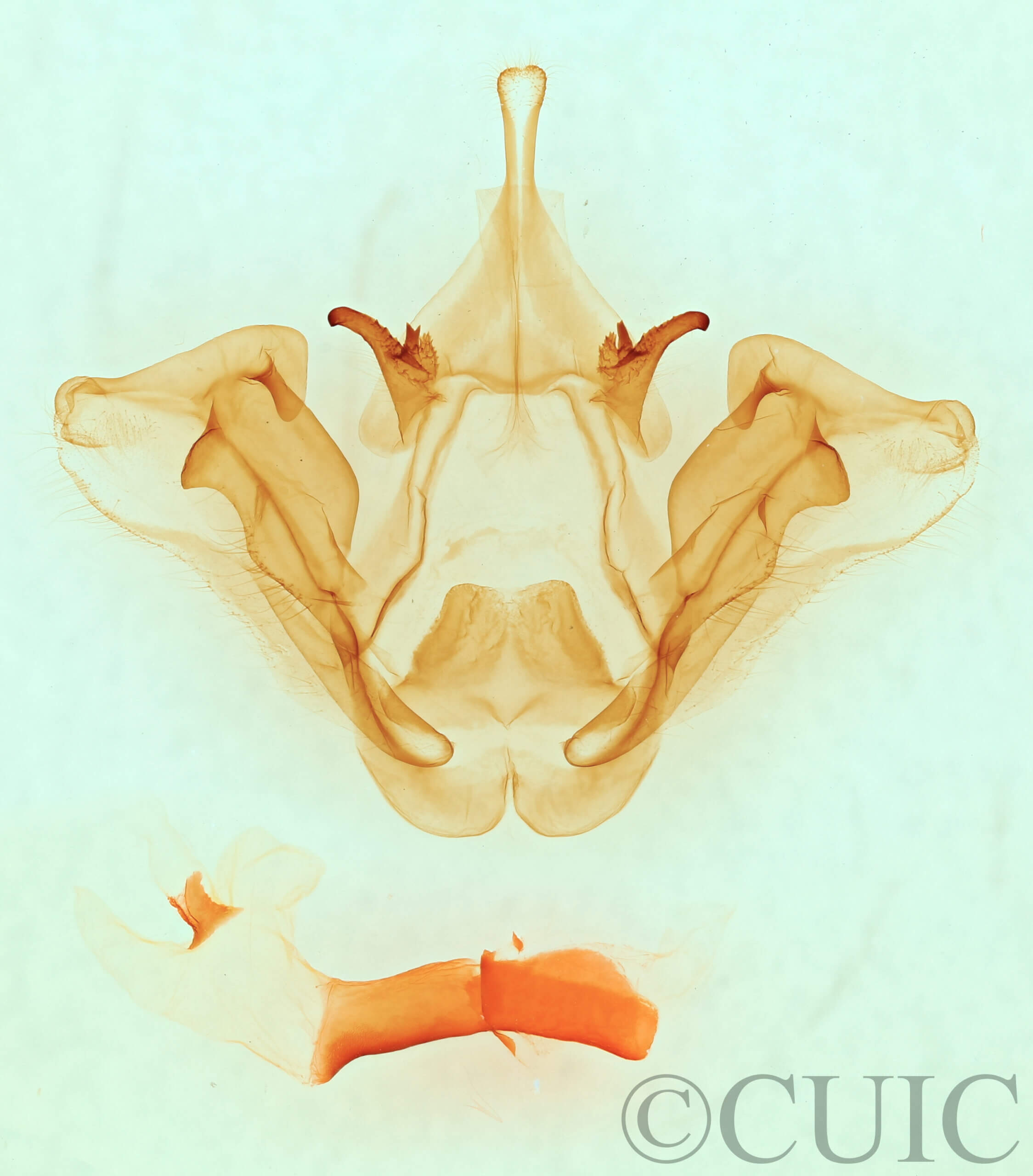 genitalia view of adult Datana perspicua