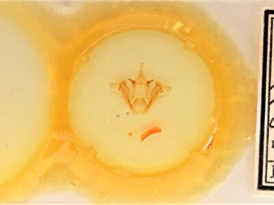 slide view of adult Datana perspicua