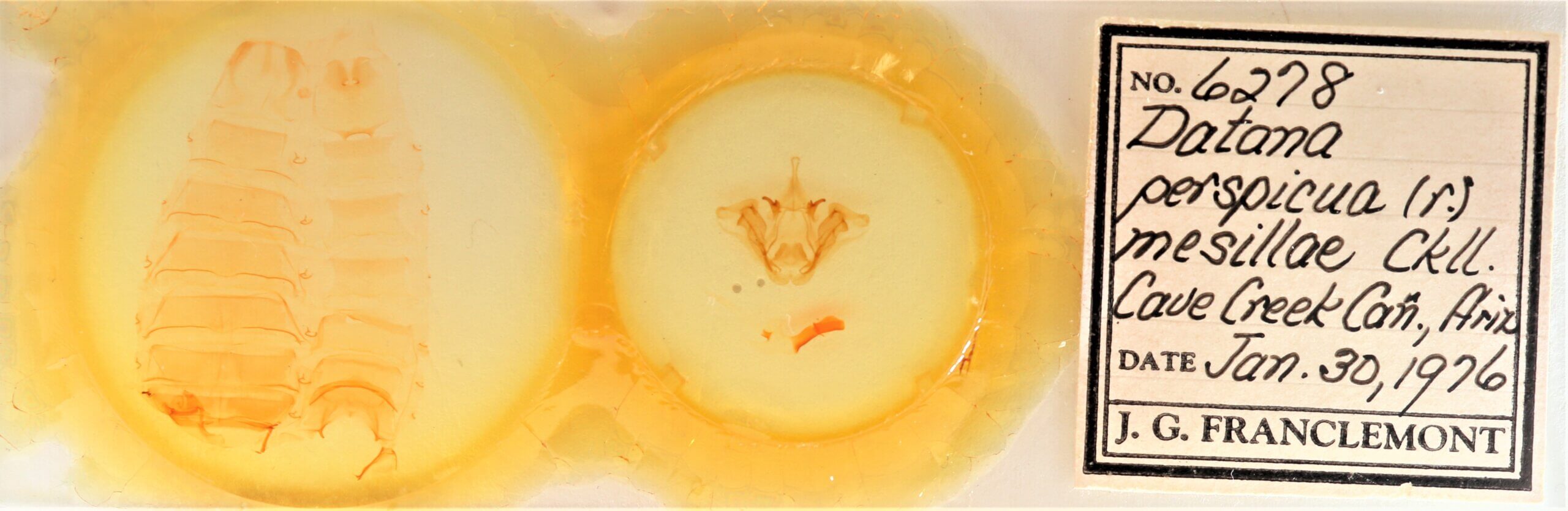 slide view of adult Datana perspicua