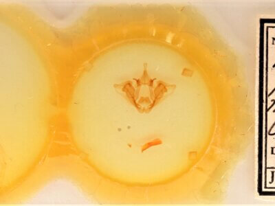 slide view of adult Datana perspicua