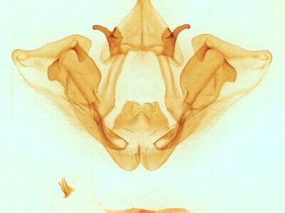 genitalia view of adult Datana perspicua