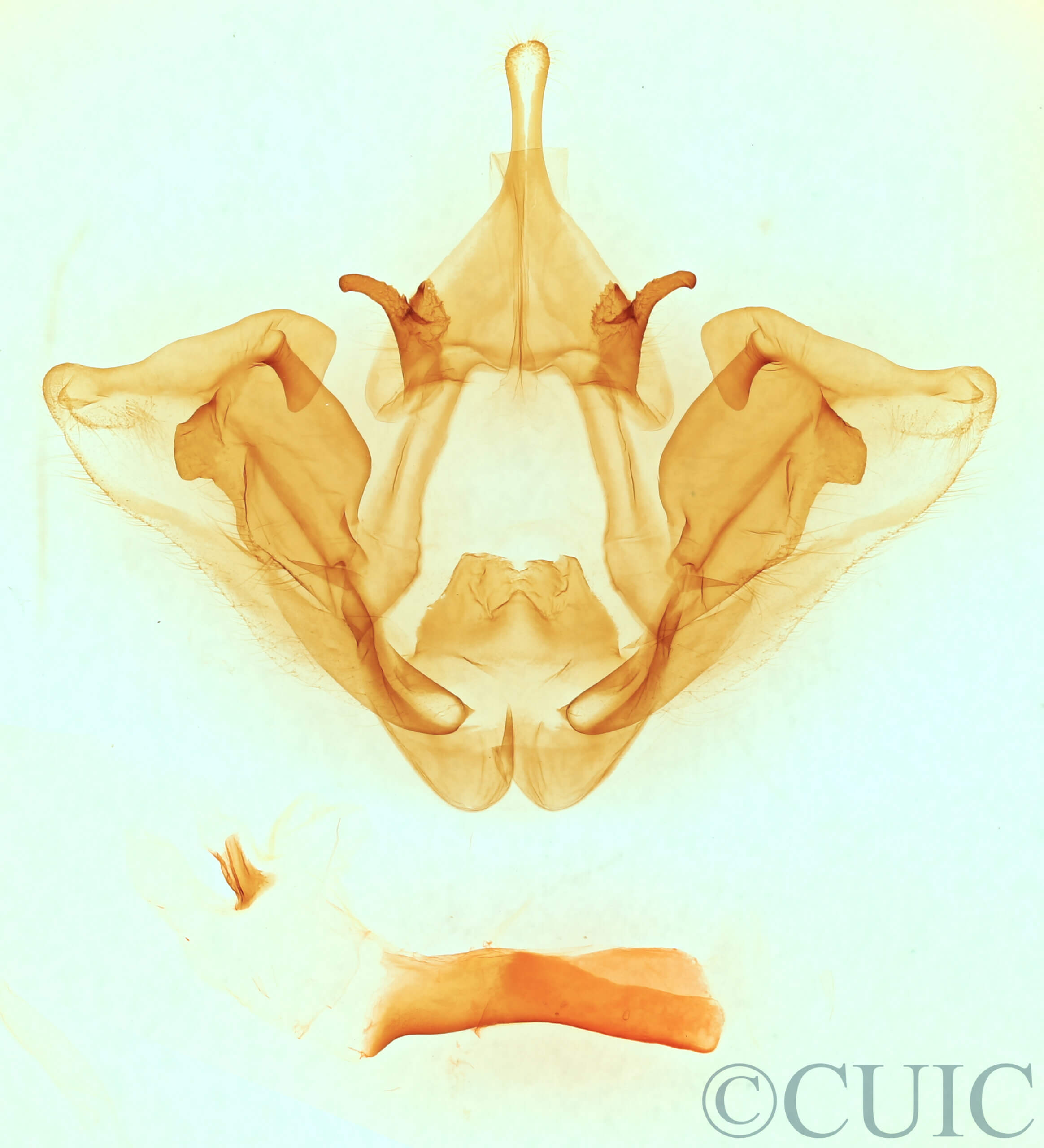 genitalia view of adult Datana perspicua