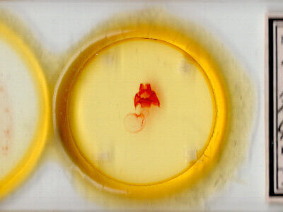 slide view of adult Datana perspicua