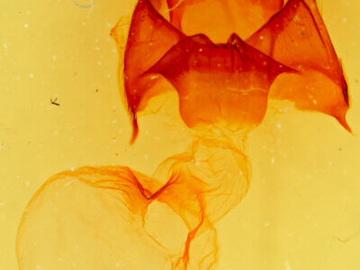 genitalia view of adult Datana perspicua