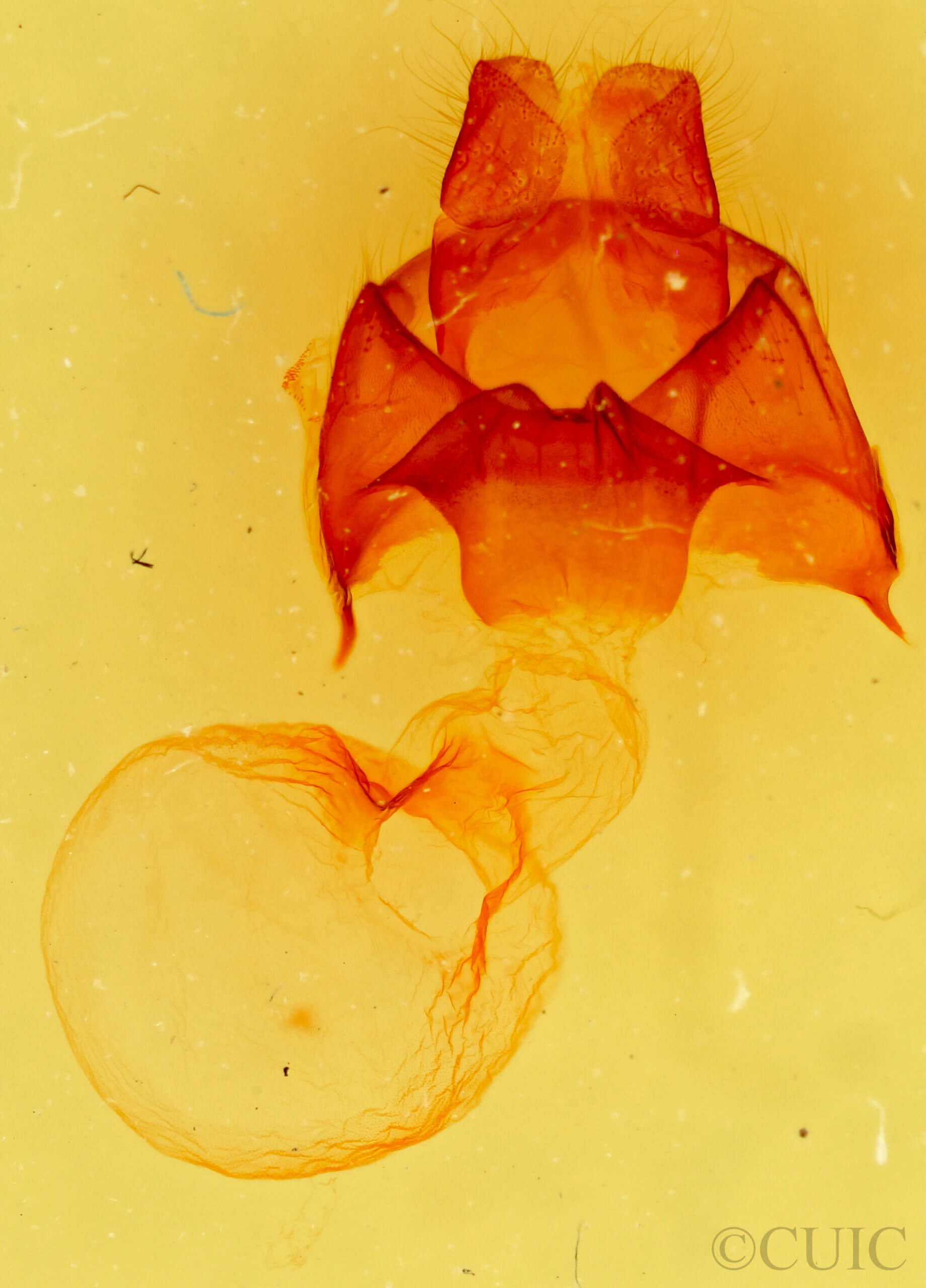 genitalia view of adult Datana perspicua