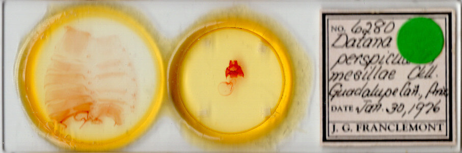 slide view of adult Datana perspicua