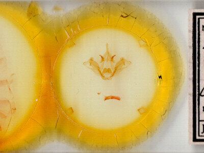 slide view of adult Datana chiriquensis