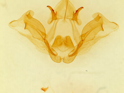 genitalia view of adult Datana chiriquensis