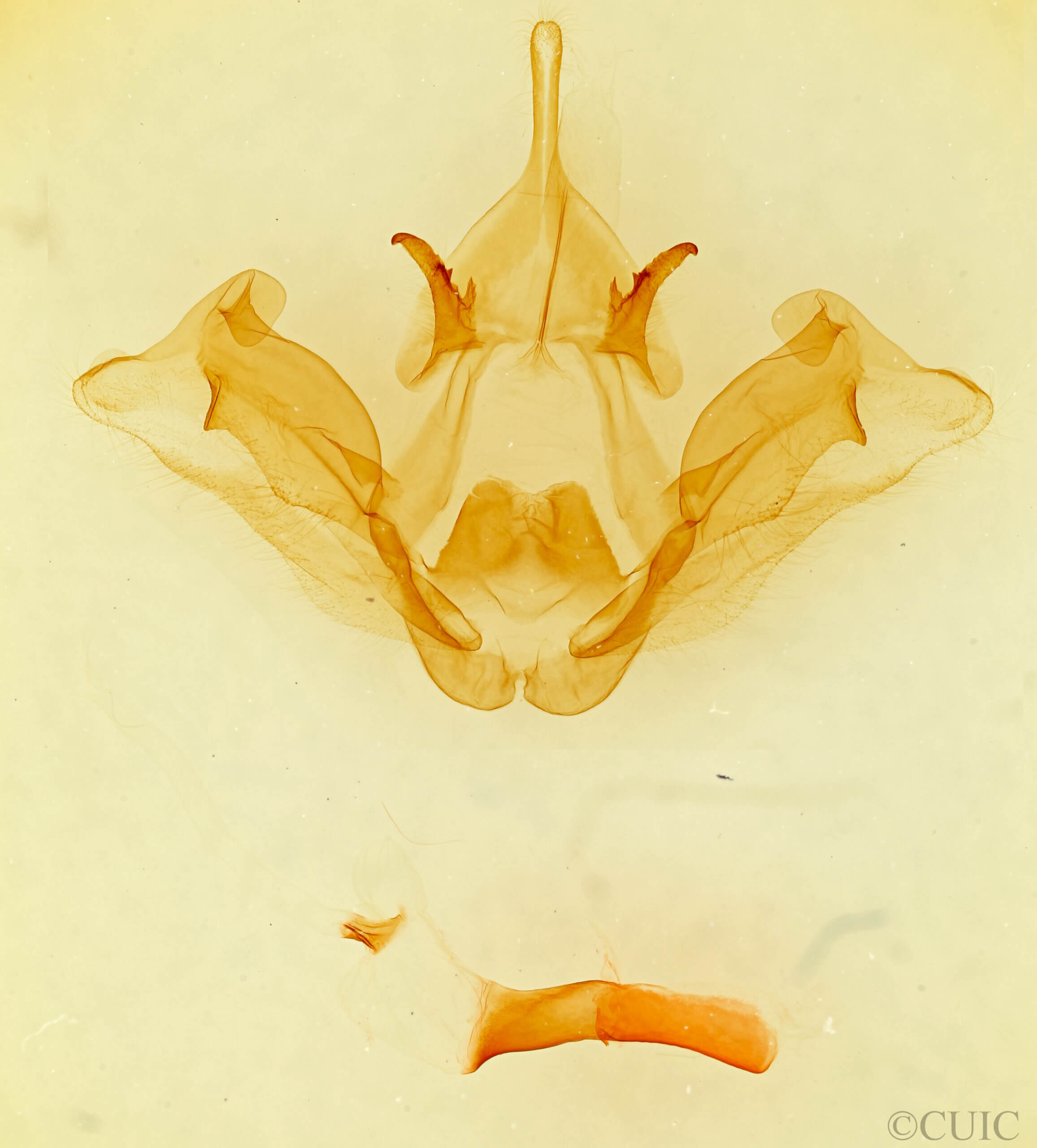 genitalia view of adult Datana chiriquensis