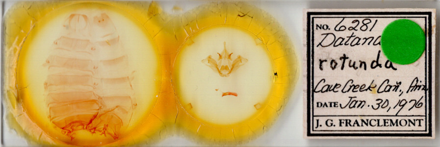 slide view of adult Datana chiriquensis