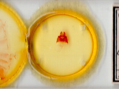 slide view of adult Datana chiriquensis