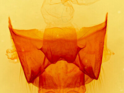 genitalia view of adult Datana chiriquensis