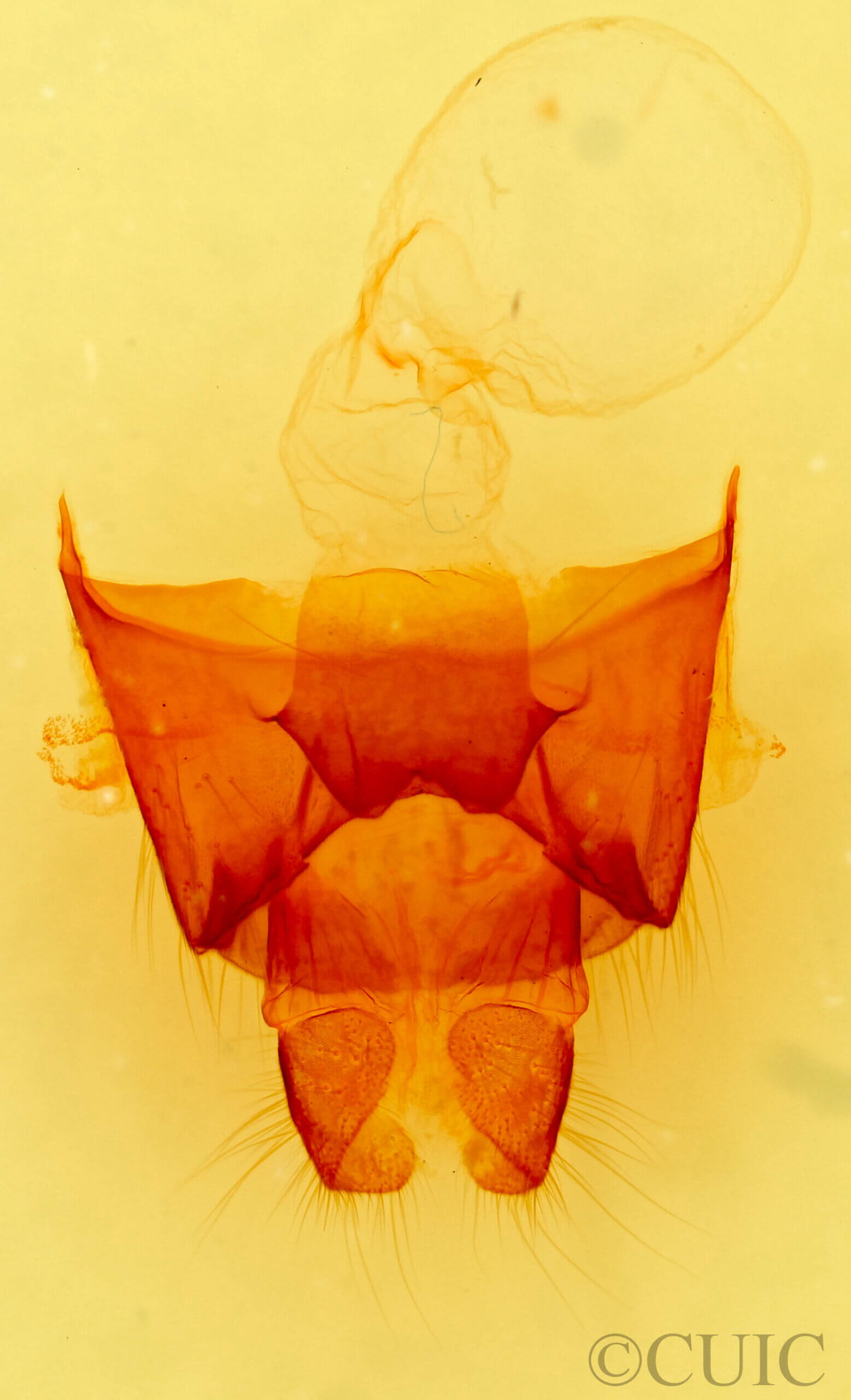 genitalia view of adult Datana chiriquensis