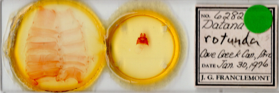 slide view of adult Datana chiriquensis