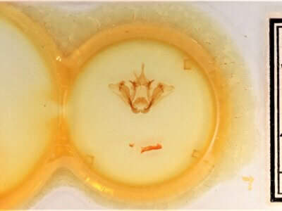 slide view of adult Datana chiriquensis