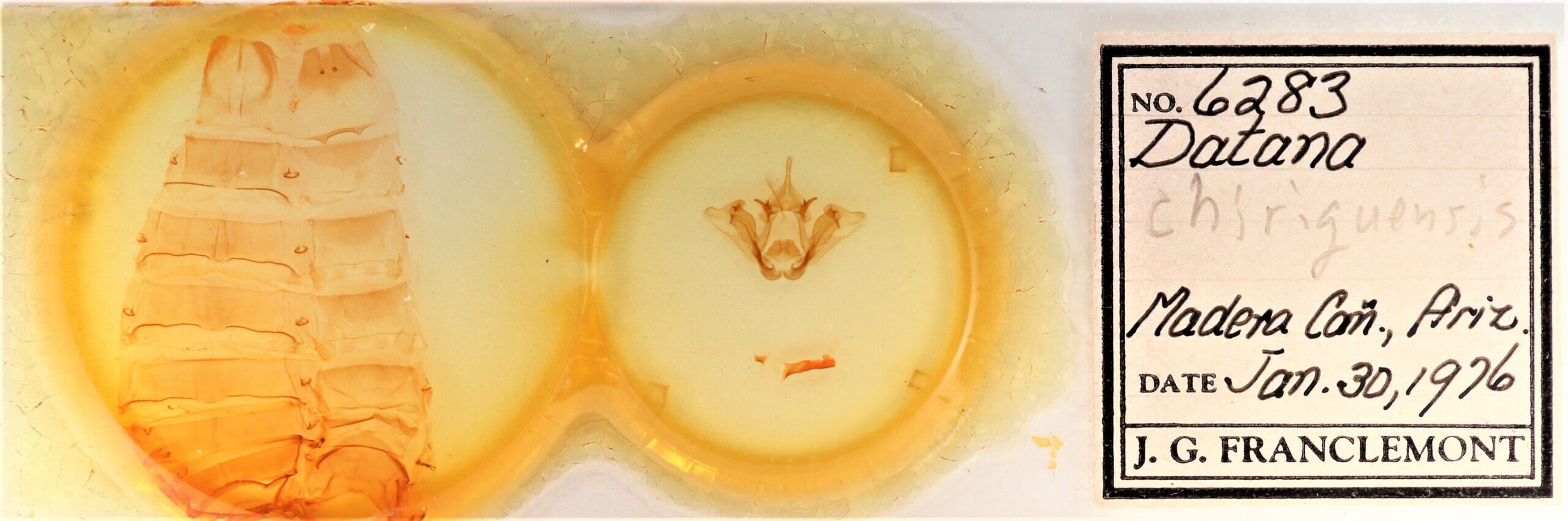 slide view of adult Datana chiriquensis