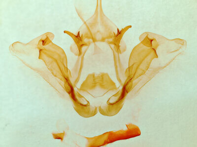 genitalia view of adult Datana chiriquensis