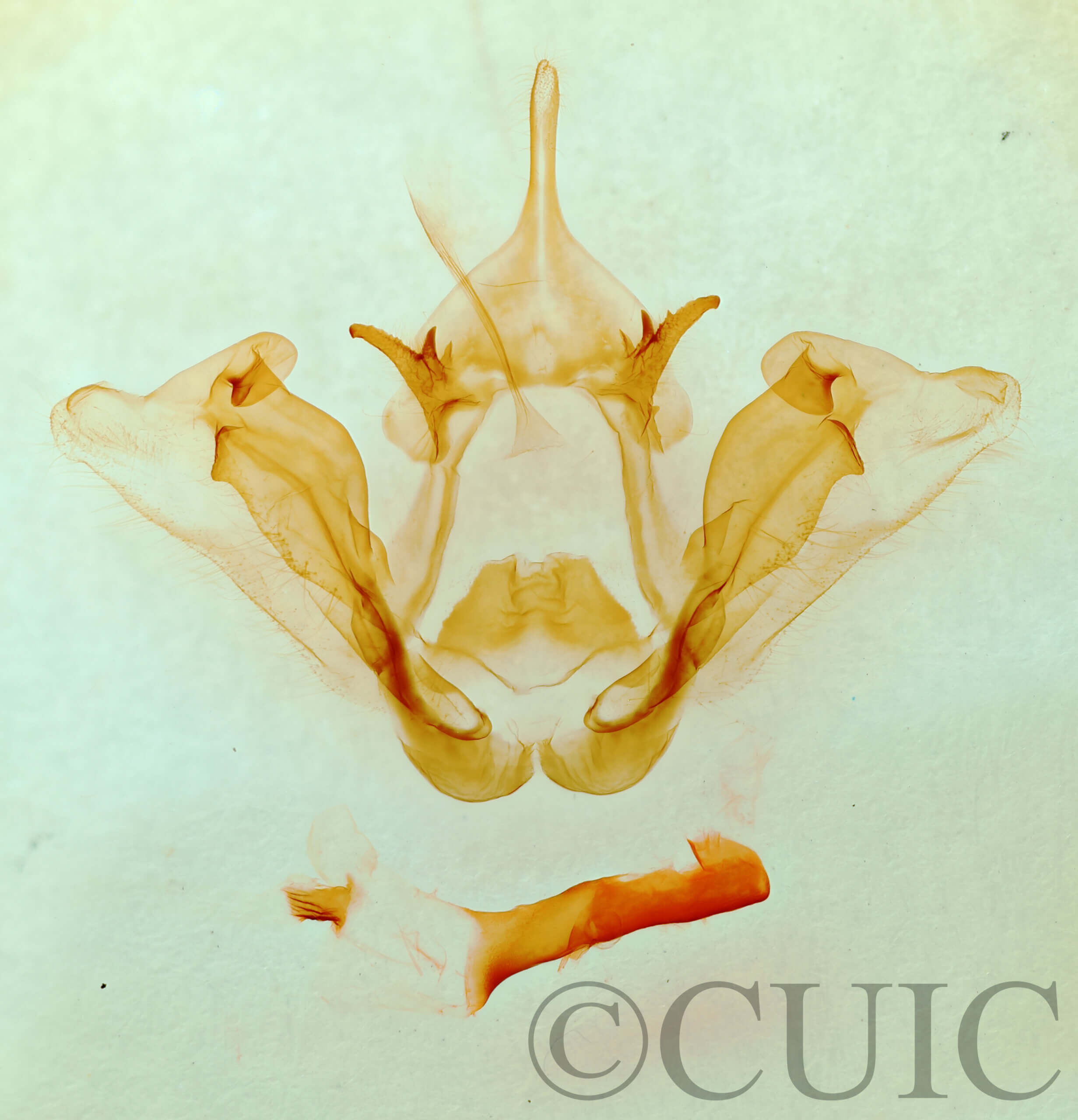 genitalia view of adult Datana chiriquensis