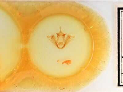 slide view of adult Datana perspicua