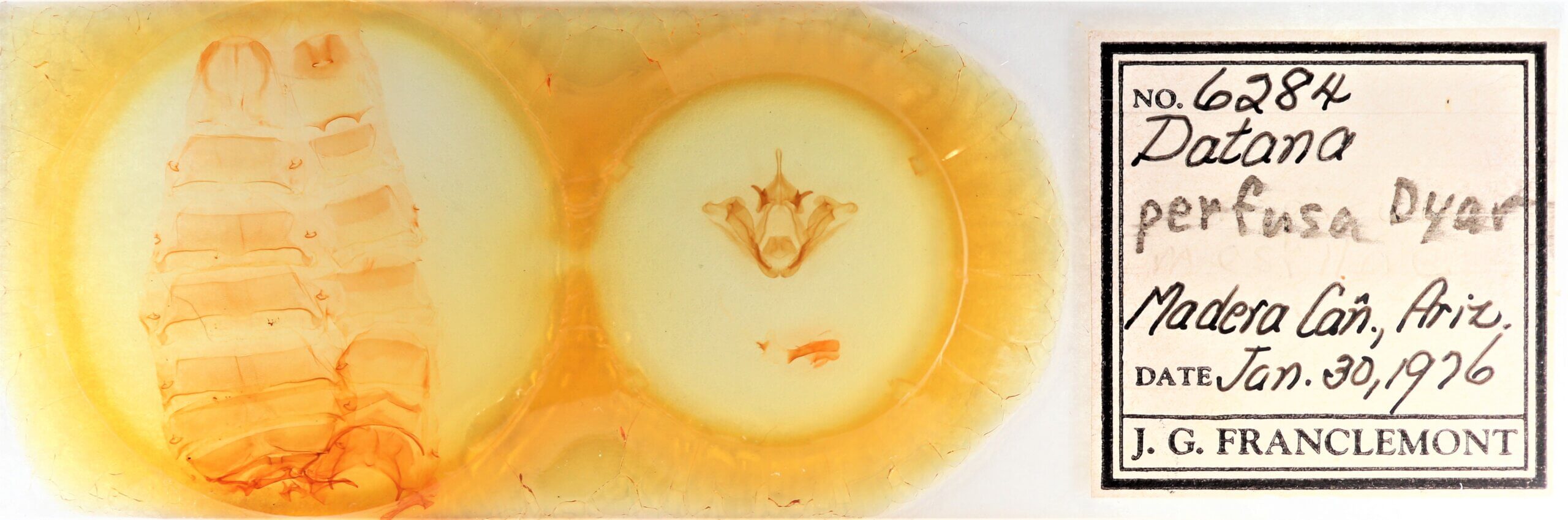 slide view of adult Datana perspicua