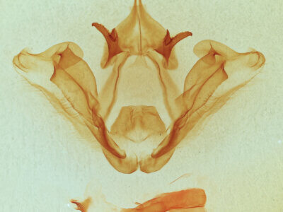 genitalia view of adult Datana perspicua