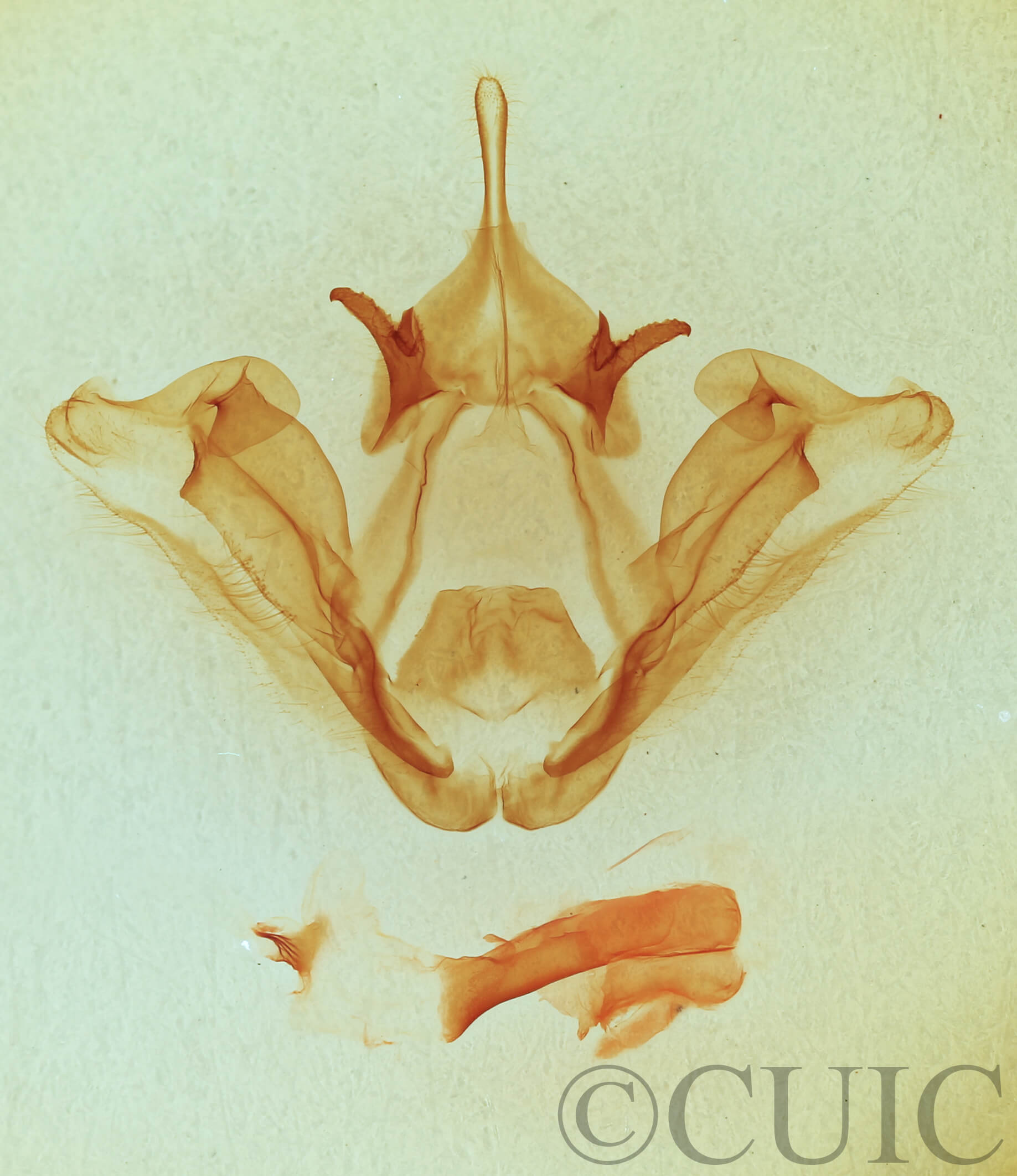 genitalia view of adult Datana perspicua