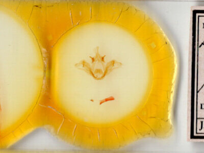 slide view of adult Datana perspicua