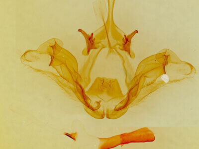 genitalia view of adult Datana perspicua