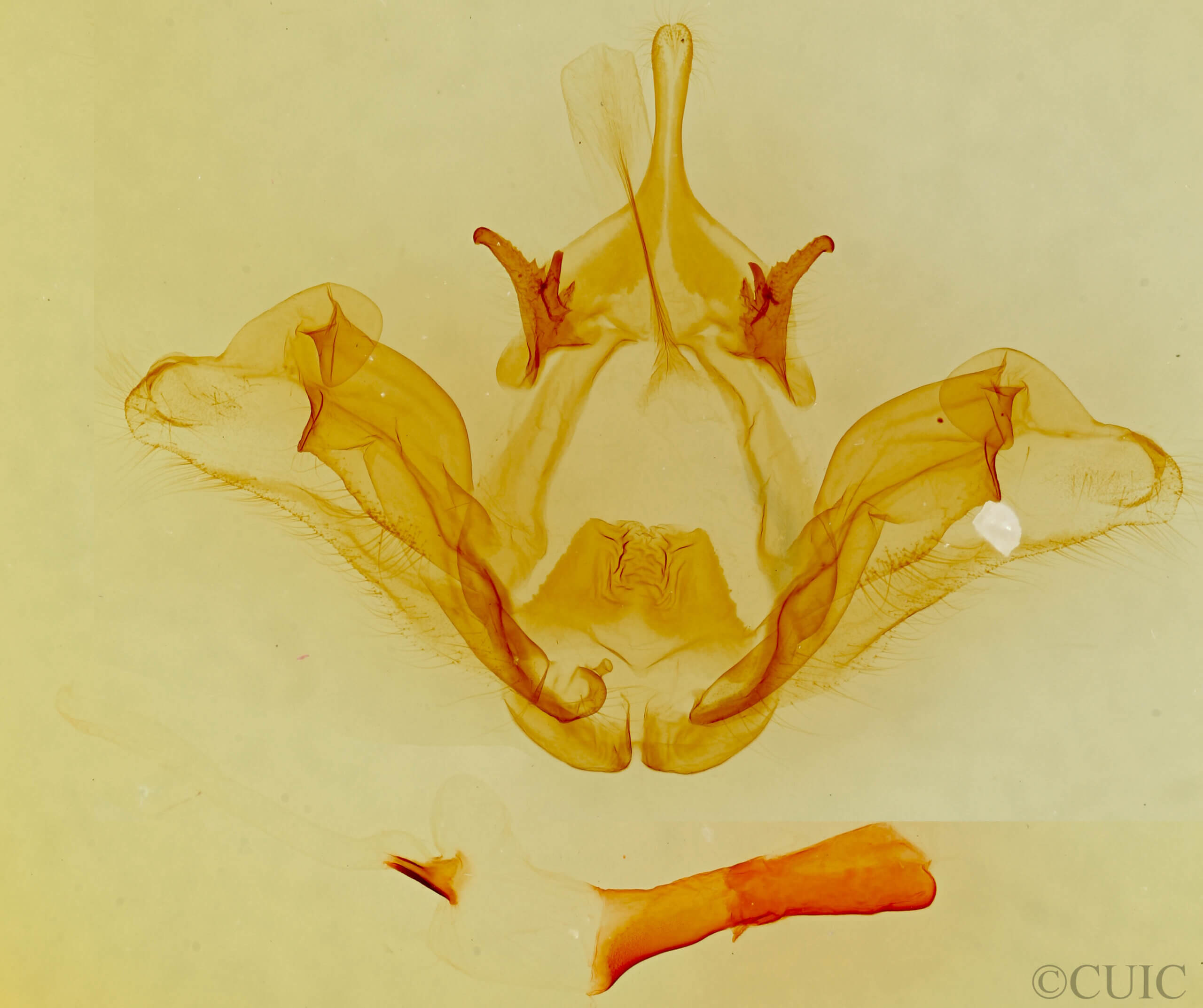 genitalia view of adult Datana perspicua