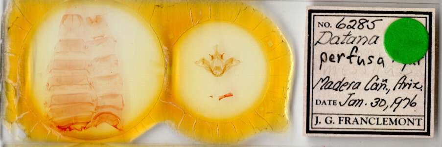 slide view of adult Datana perspicua