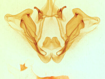 genitalia view of adult Datana perspicua