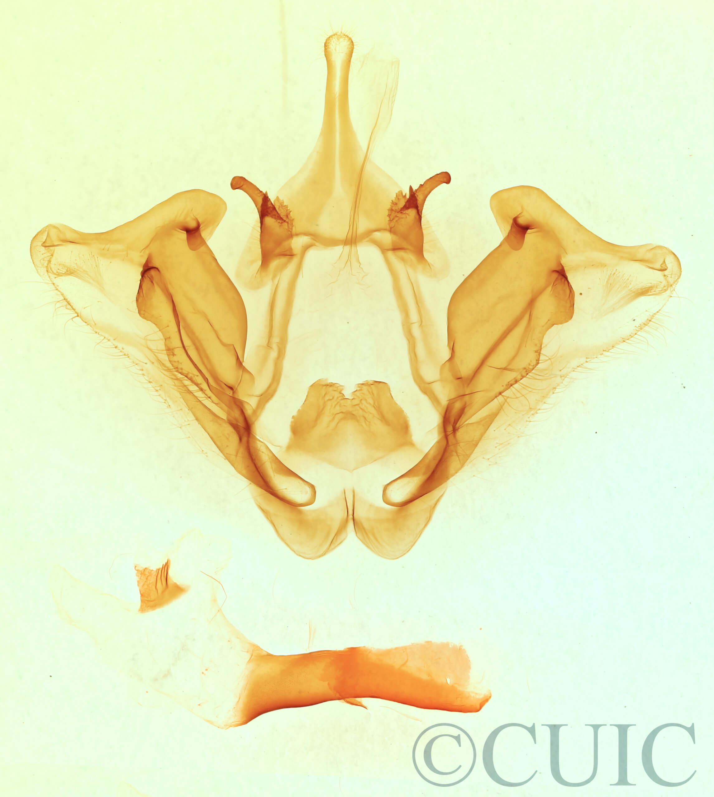 genitalia view of adult Datana perspicua