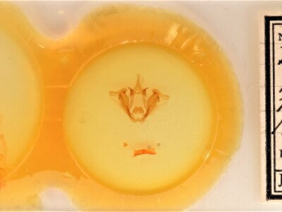 slide view of adult Datana perspicua