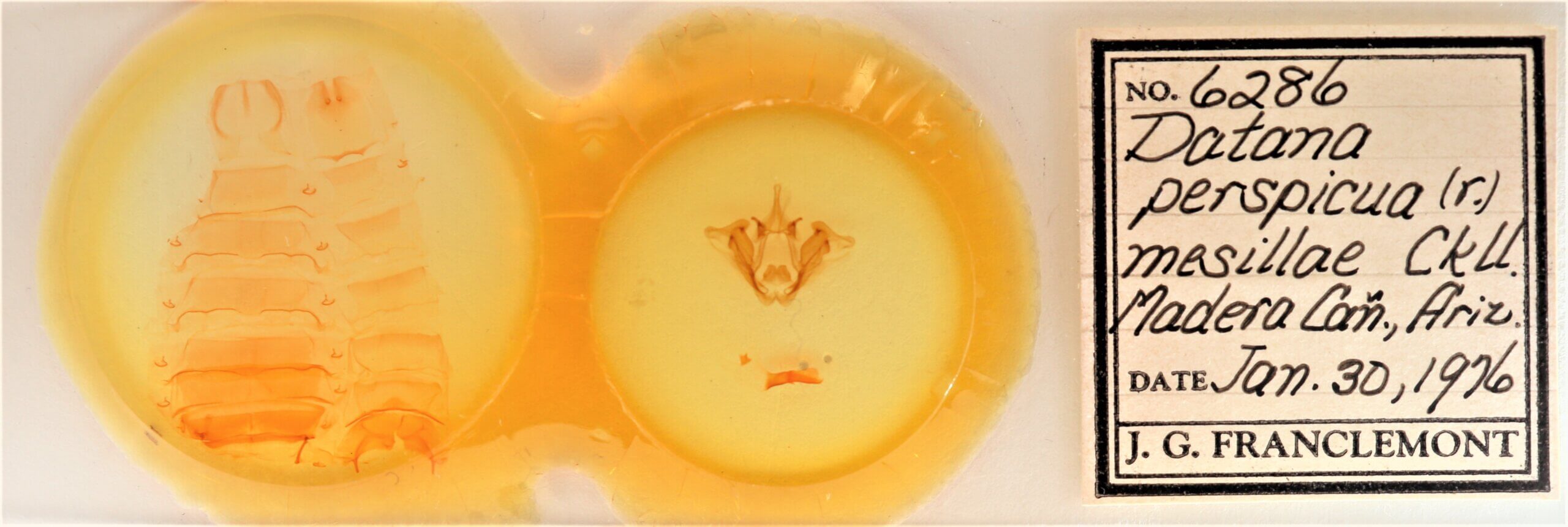 slide view of adult Datana perspicua