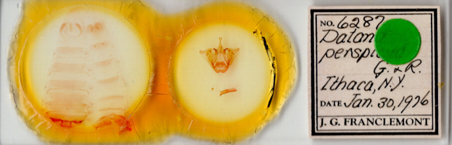 slide view of adult Datana perspicua