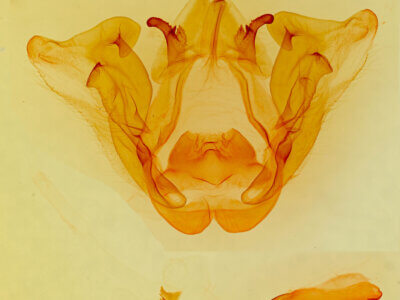 genitalia view of adult Datana perspicua