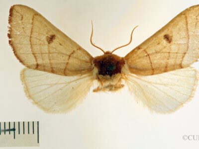 dorsal view of adult Datana perspicua