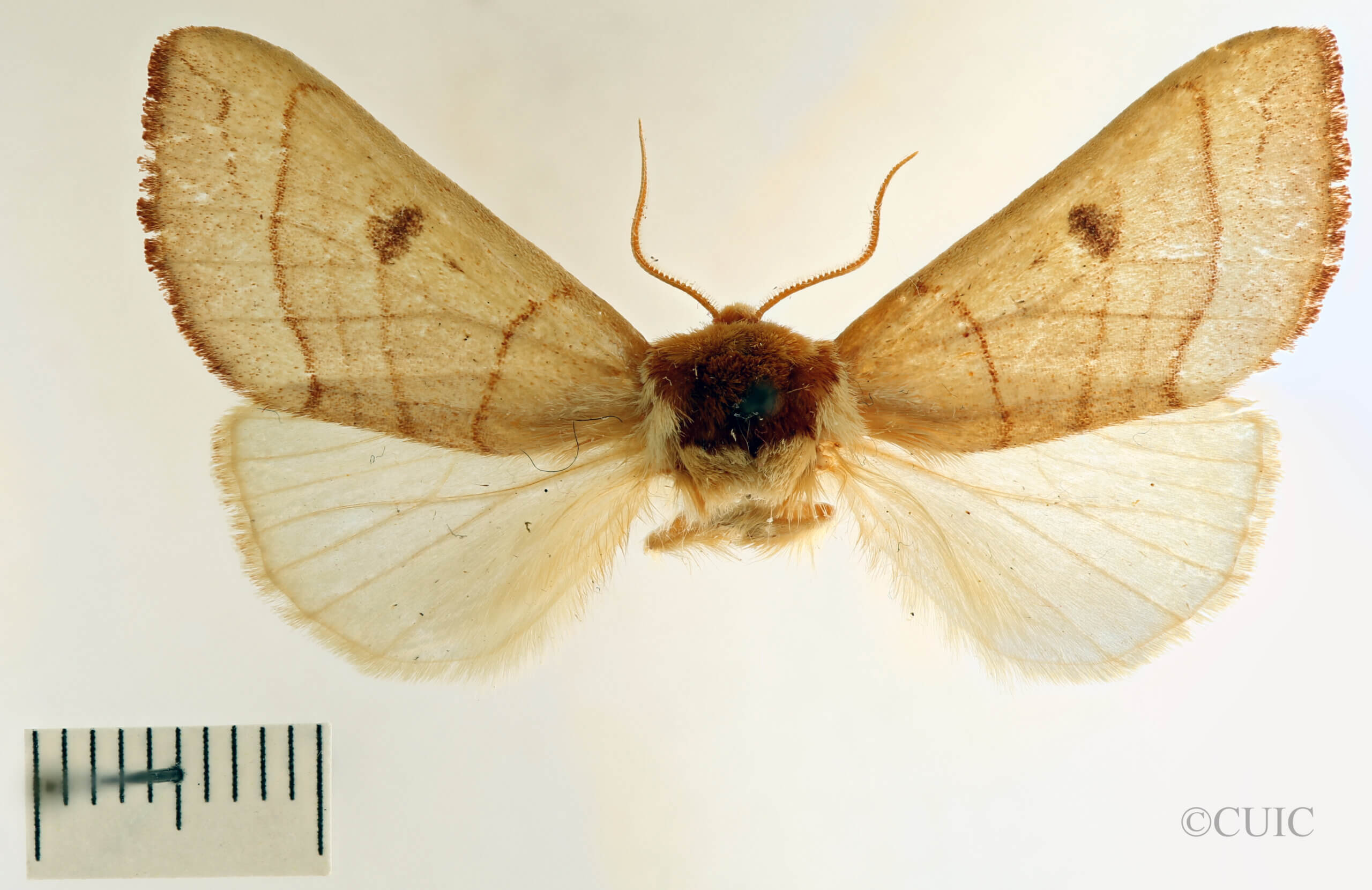 dorsal view of adult Datana perspicua