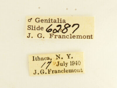 label view of adult Datana perspicua